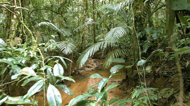 行走在厄瓜多尔亚马逊雨林的小溪上视频下载