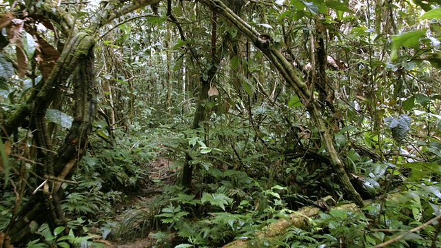 穿过厄瓜多尔亚马逊雨林中由藤本植物缠绕而成的天然拱门视频下载