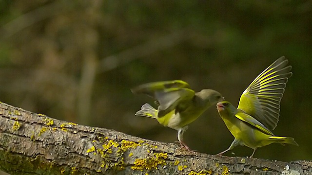 MS SLO MO拍摄欧洲绿翅雀(Carduelis Chloris)雌性攻击雄性/卡尔瓦多斯，法国诺曼底视频下载