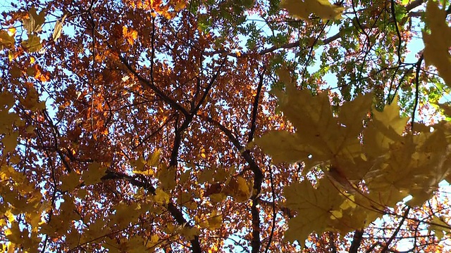 秋天的树叶吹在密歇根森林视频素材