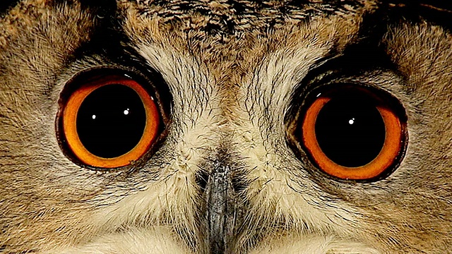 ECU拍摄的欧洲鹰鸮近距离的眼睛/卡尔瓦多斯，诺曼底，法国视频下载
