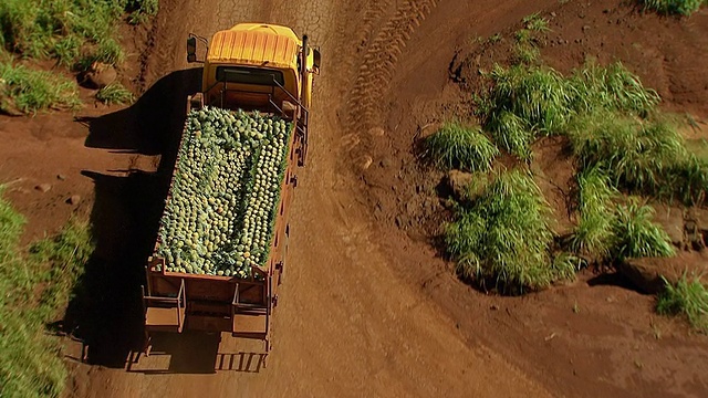 图为美国夏威夷瓦胡岛/瓦希阿瓦岛，装满菠萝的卡车视频下载