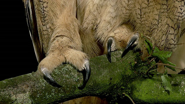 拍摄于欧洲雕鸮爪/卡尔瓦多斯，诺曼底，法国视频下载