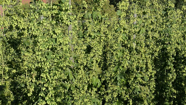 德国巴伐利亚州Hallertau的Mainburg啤酒花田(Humulus lupulus)的MS照片视频素材