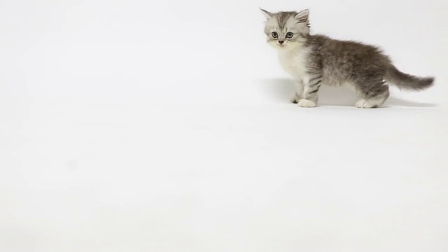 有趣的猫视频素材