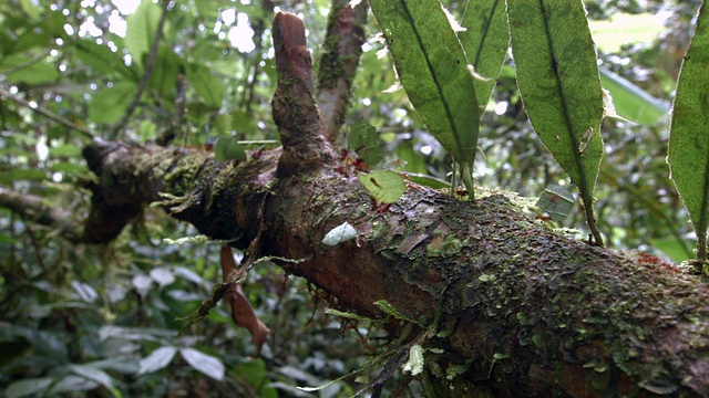 切叶蚁(Atta sp.)沿着厄瓜多尔亚马逊雨林溪流上的树枝行走。视频素材