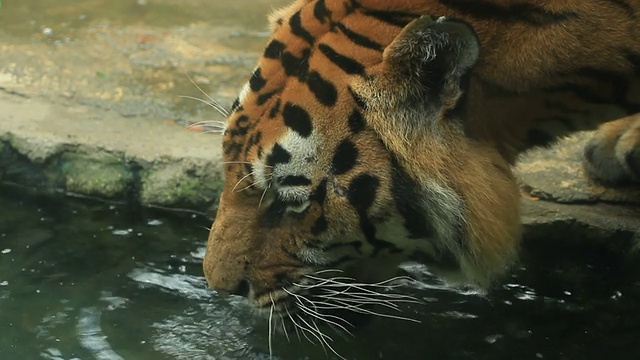 老虎喝水。视频下载