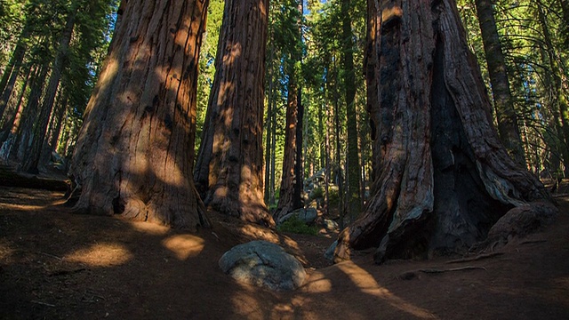 巨大的红杉树林视频素材