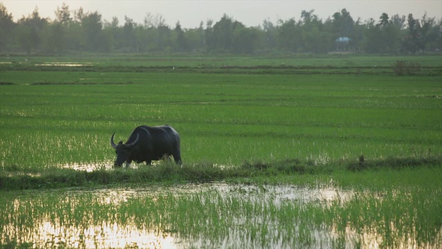 WS水牛在稻田里吃草，越南。视频素材