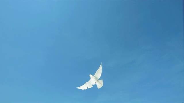 鸽子飞越蓝天(超慢镜头)视频素材