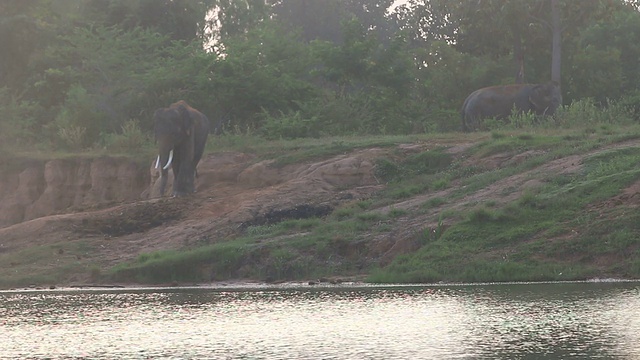 亚洲大象视频素材