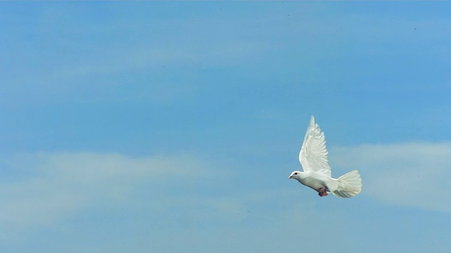 鸽子飞越天空(超慢镜头)视频素材