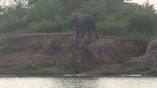 亚洲大象视频素材