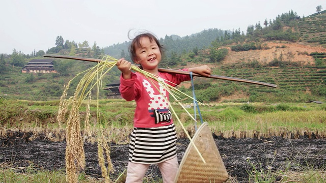 一个中国女孩在收获季节玩稻子视频素材