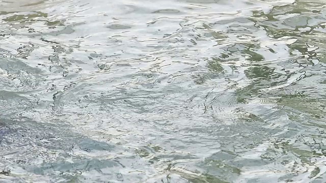 两只美洲虎在水里玩耍视频素材