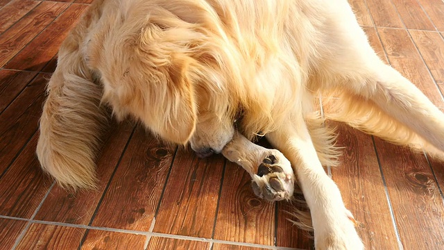金毛猎犬在挠他的痒脚视频下载