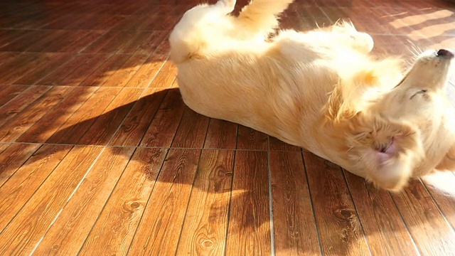 顽皮的金毛猎犬在地板上滚动视频下载