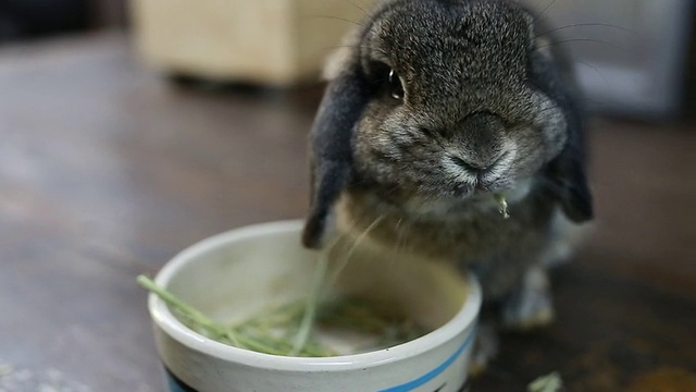 兔子吃草视频素材