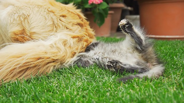 高清超级慢动作:小猫玩狗尾巴视频素材