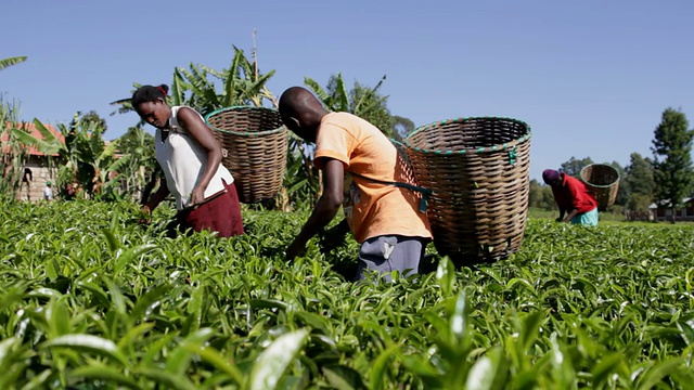 肯尼亚，梅鲁，农业，农民采摘茶叶视频素材