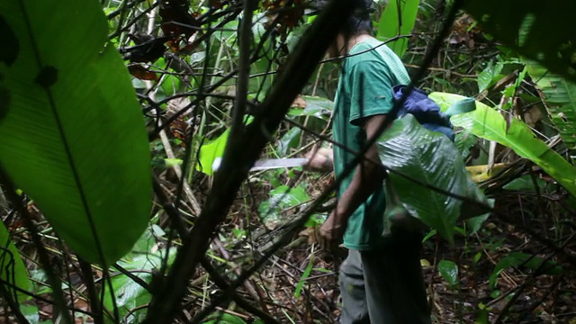 莫塞顿部落的一个人在丛林的植被中开辟了一条路。玻利维亚,亚马逊视频下载