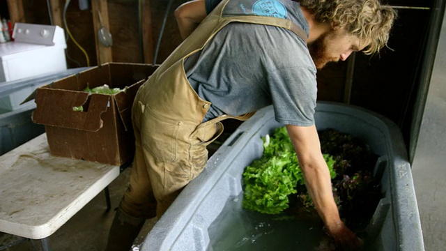 屠大明农民从棚内的洗涤箱中取出有机生菜，为社区支援的农业运送作准备视频素材