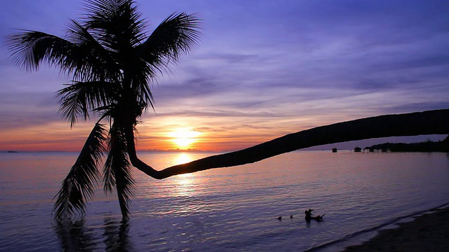 夕阳背景下的椰子树。视频素材