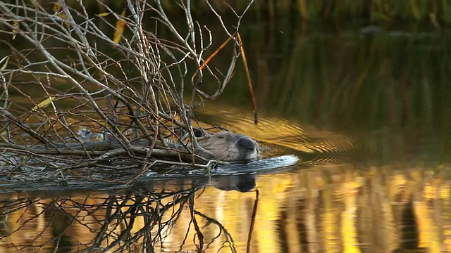美国河狸(加拿大蓖麻)，嘴里衔着树枝向上游游去，水面上有彩色的倒影视频下载