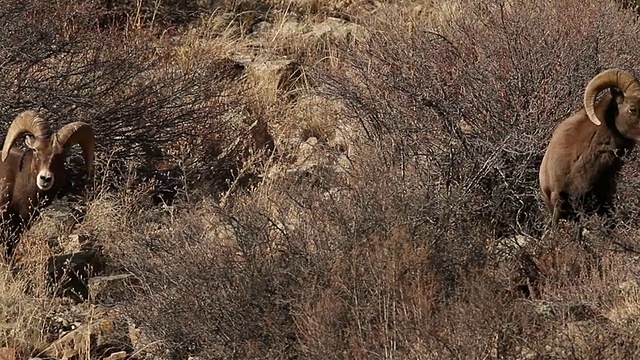 两只大角绵羊(Ovis canadensis)在11月发情期撞头视频下载