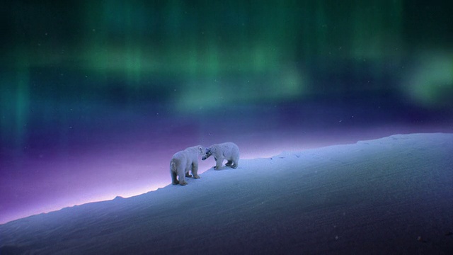 北极熊的夜晚视频下载