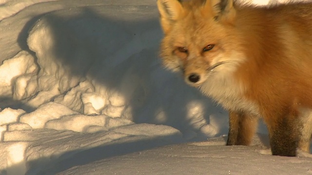 冬天的红狐视频下载
