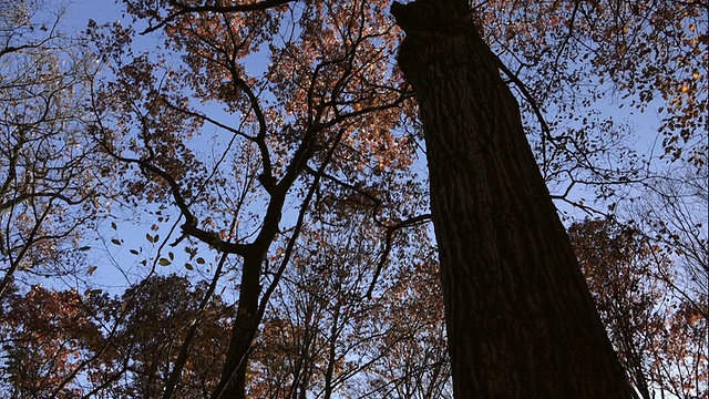 秋天的树在一个晴朗的日子视频素材