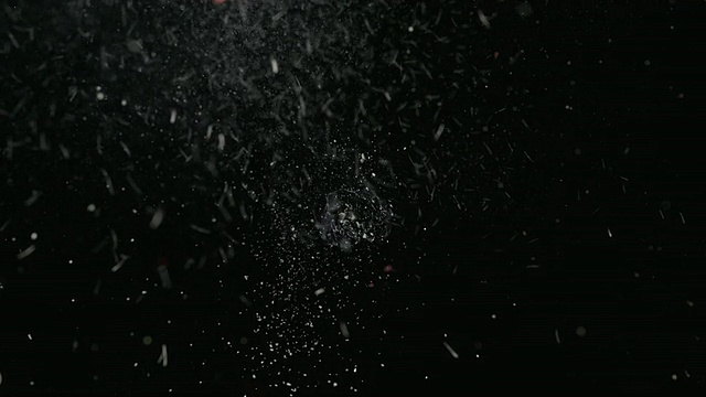 CU SLO MO拍摄非洲菊爆炸并被撕成碎片/德国巴伐利亚慕尼黑视频素材