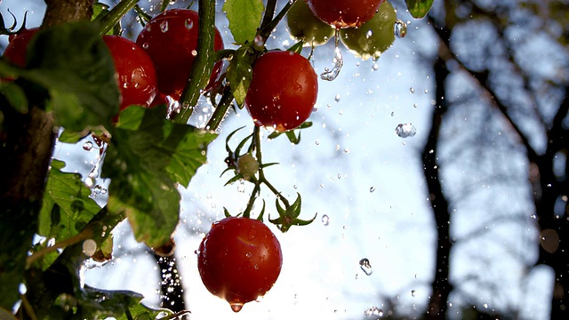 雨点落在西红柿上视频下载
