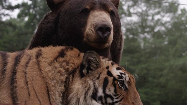 老虎和熊/亚特兰大，美国视频素材