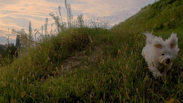 慢动作的狗在草地上奔跑视频下载