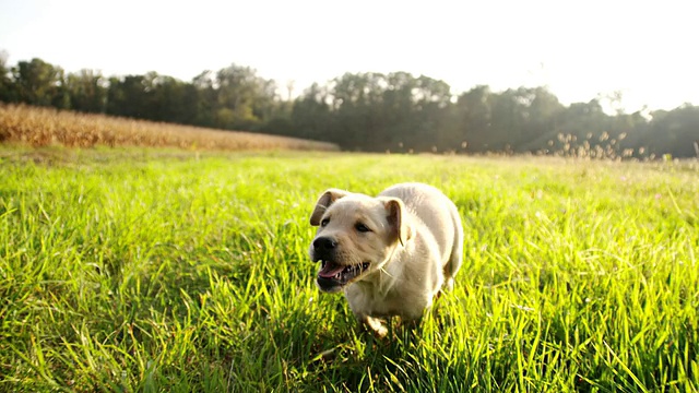 慢动作小狗在草地上奔跑视频下载