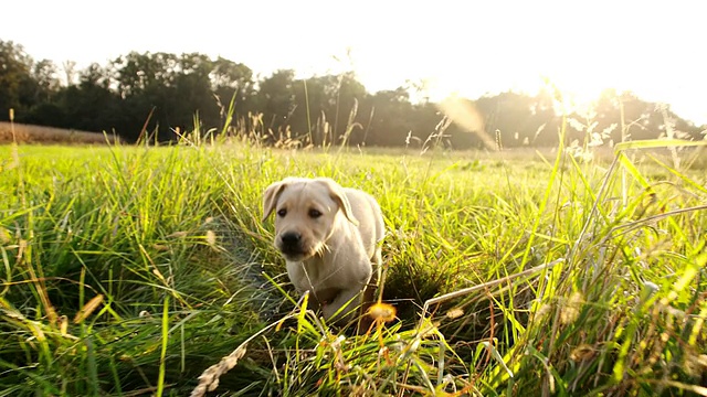 慢动作小狗在高草地上奔跑视频素材
