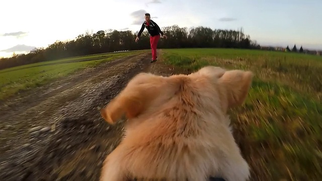 一只狗在追他的主人视频下载