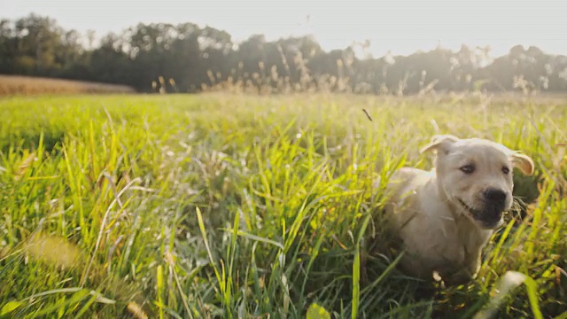 在草地上奔跑的小狗视频下载