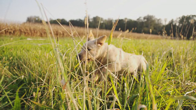 在草地上奔跑的小狗视频素材