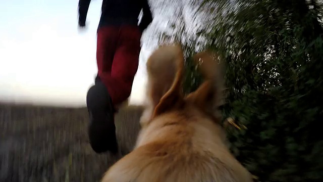 狗追着主人跑视频下载