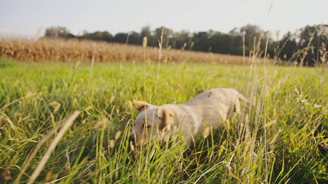 慢动作小狗在草地上奔跑视频素材