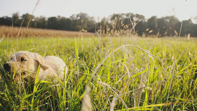 在草丛中奔跑的小狗视频素材