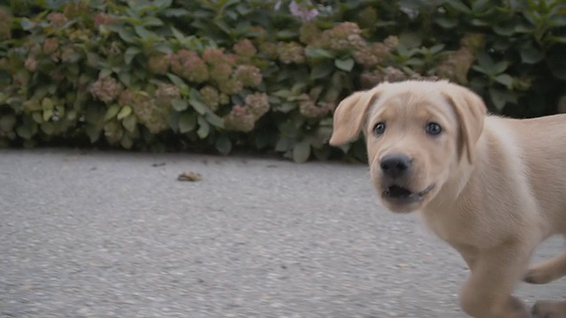慢动作的流浪狗在路上奔跑视频素材