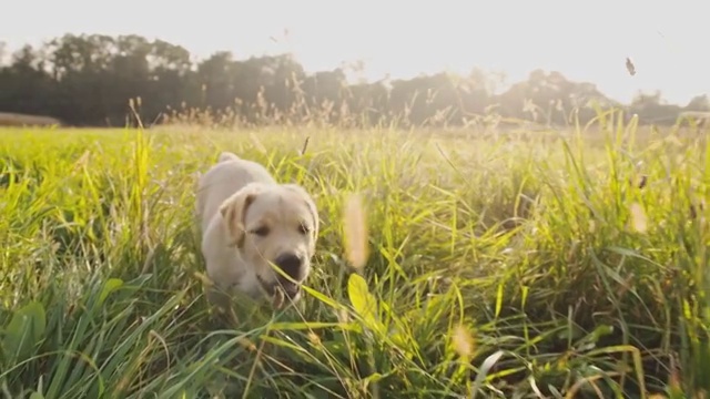 慢动作小狗追着相机跑视频素材