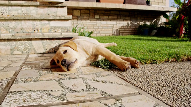 小狗躺在后院视频素材