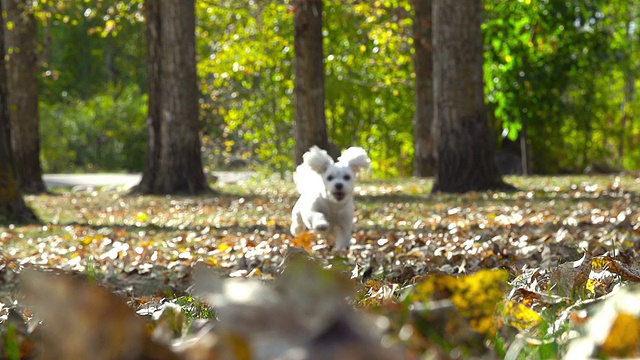 小白狗在秋叶间慢镜头奔跑视频下载