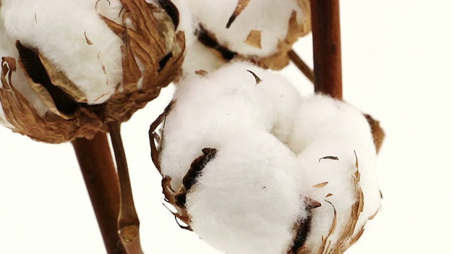 棉花种植视频素材