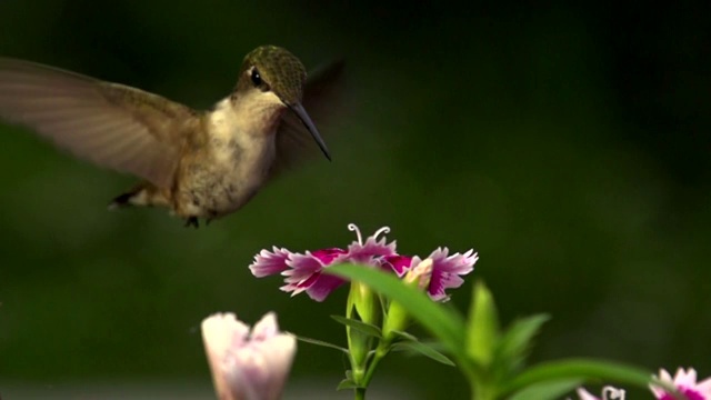 蜂鸟超级慢动作……480帧/秒视频下载